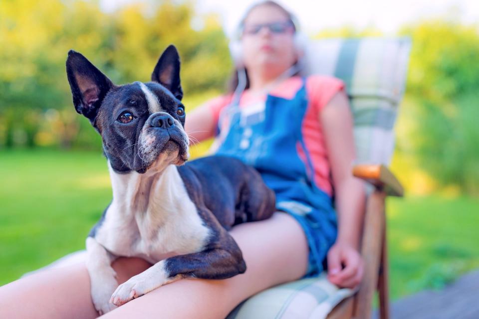 French Bulldog laying in girl's lap outside in chaise lawn chair