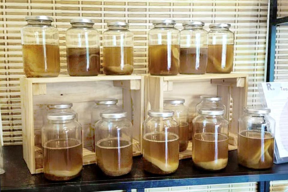 Jars of kombucha in various stages of fermentation.