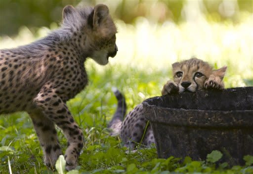 Two three-month-old cheetah cubs play over a container of water, while on public view at the National Zoo, in Washington, on Saturday, July 28, 2012. The cubs are trying out their first week on limited view to the public. (AP Photo/Jacquelyn Martin)