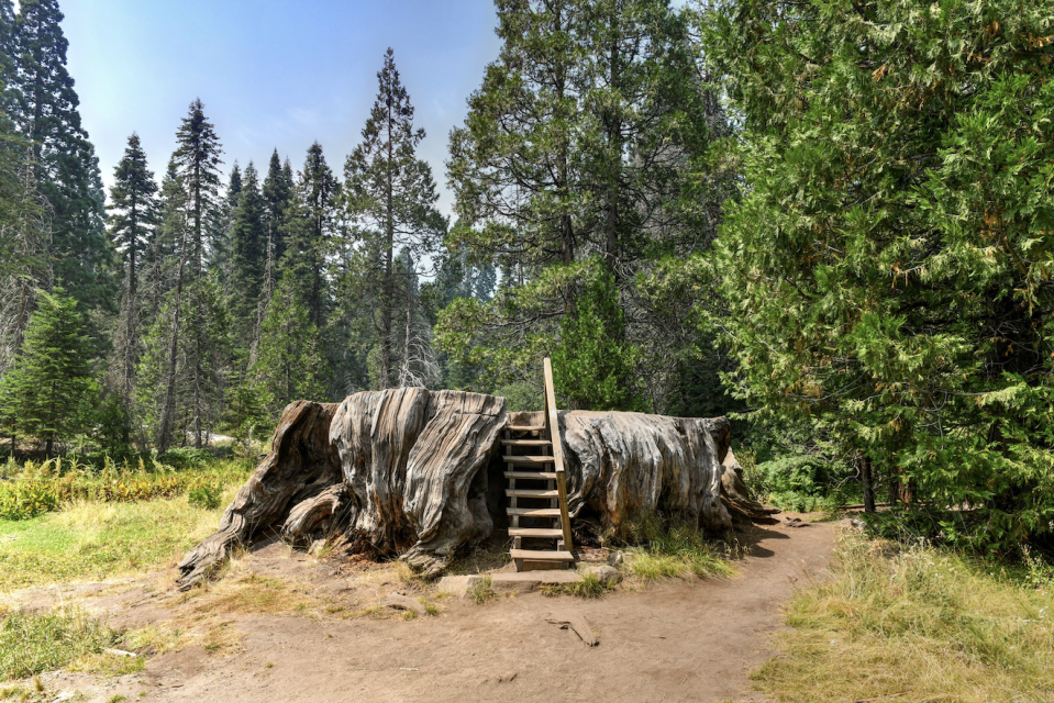 A staircase leading up to the stump of a cut-down sequoia tree