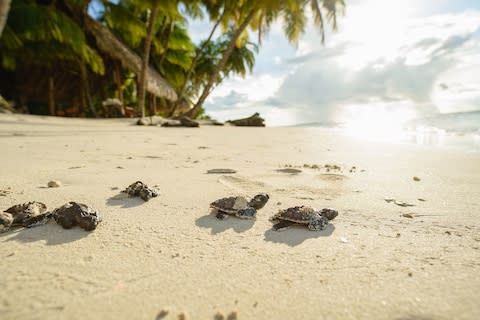 Spot hatchling turtles on the beach at Calala