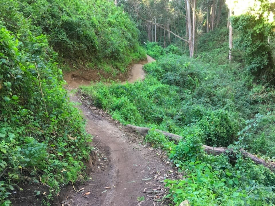 The trails on Laguna Honda Hospital's property.