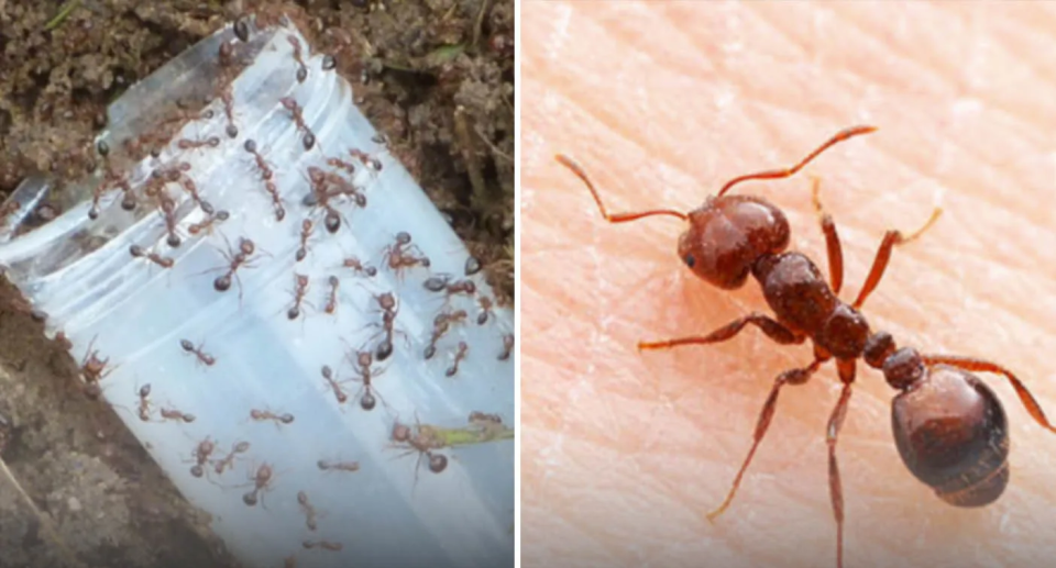 Hordes of fire ants seen in a still on the left, while a close up of a single fire ant is seen on the right. 