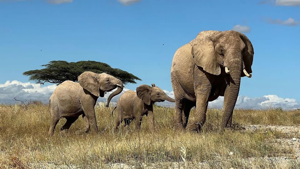 An elephant leads its calves away from danger in northern Kenya.  -George Witteyer