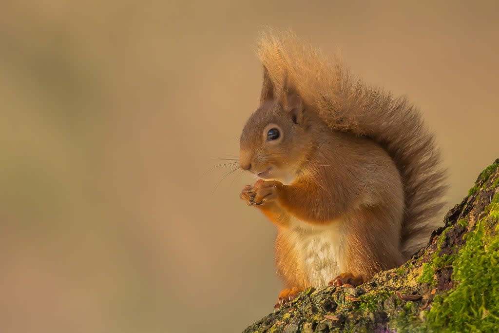 A red squirrel feeding (Raymond Leinster)