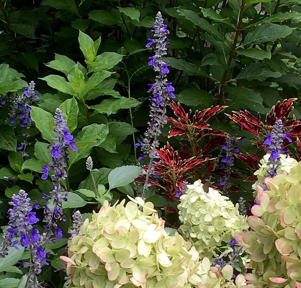 The Garden Guy partnered ColorBlaze Mini Me Watermelon coleus with Limelight Prime hydrangea and Rockin’ Playin’ the Blues salvia.