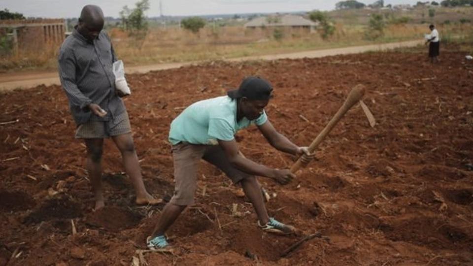 Agricultores en Zimbabue