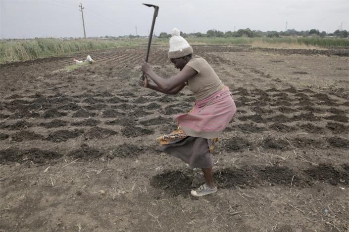 A woman tills the land for maize planting in a peri-urban field in the township of Kuwadzana, Harare, 09 November 2022. Maize planting throughout the country has begun and farmers are expecting a bumper harvest. Maize is Zimbabwe&quot;s main staple crop.