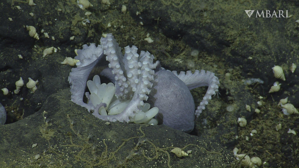 This 2022 image from video provided by MBARI shows a female pearl octopus (Muusoctopus robustus) brooding her eggs at the "octopus garden," near the Davidson Seamount off the California coast at a depth of approximately 3,200 meters (10,500 feet). Most octopuses lead solitary lives. So scientists were startled to find thousands of them huddled together, protecting their eggs at the bottom of the ocean. Research published Wednesday, Aug. 23, 2023, in Science Advance shows heat seeping up from the base of an extinct underwater volcano helps their eggs hatch faster. (MBARI via AP)