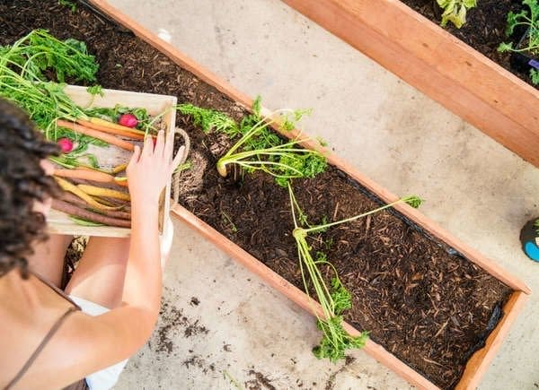 Overhead shot of woman harvesting carrots from raised bed