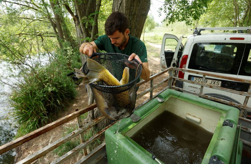 Un trabajador libera algunas especies de peces autóctonos en otro lugar debido al bajo nivel de agua del río Onyar