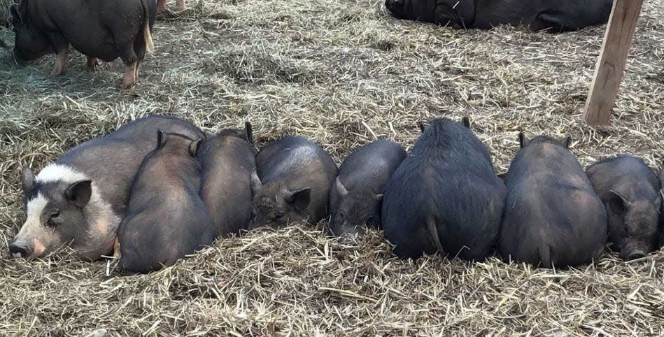 DD, on the far left, was once scavenging for a living in an area off I-85 in Hart County.