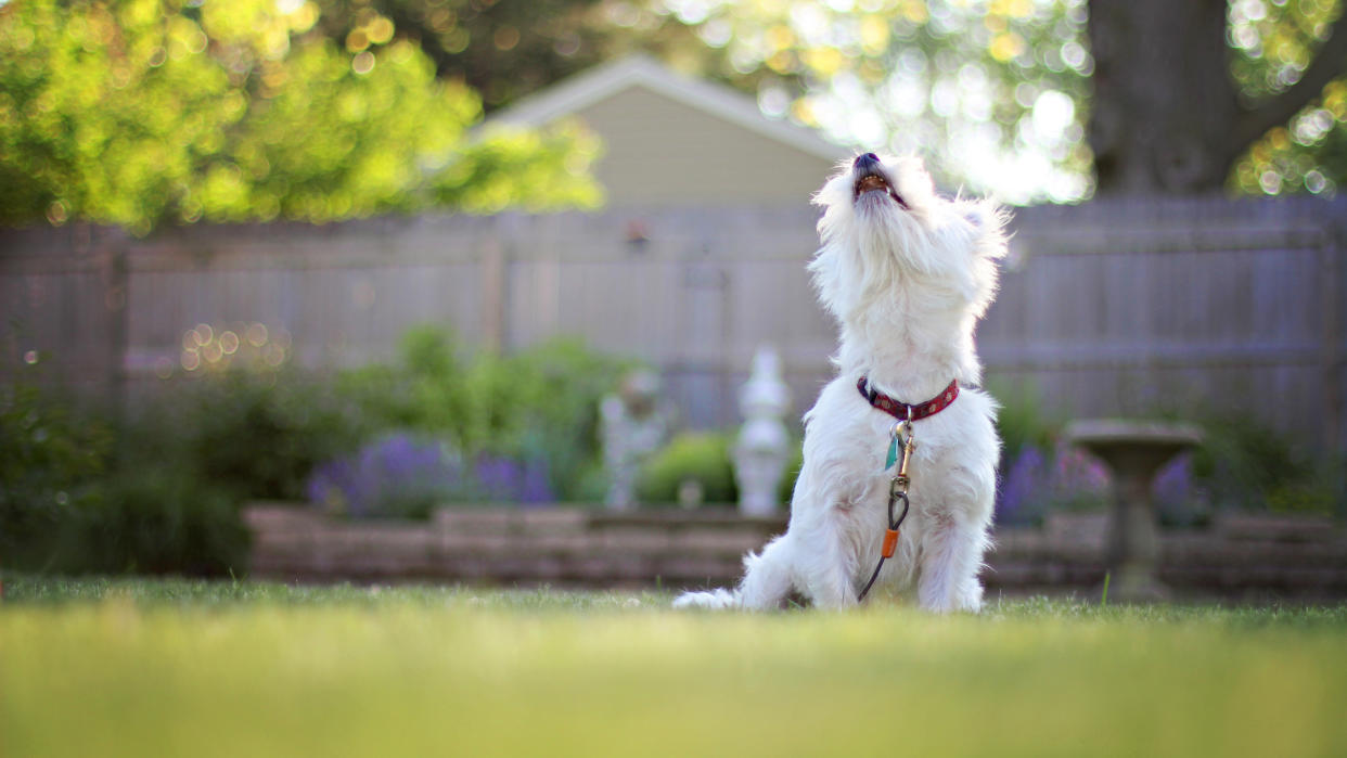 Westie barking in garden