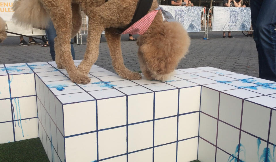 <p>Dieser Hund macht es richtig und trainiert seinen Geruchssinn, so wie es die Veranstalterin der Ausstellung auch vorgesehen hat. </p>