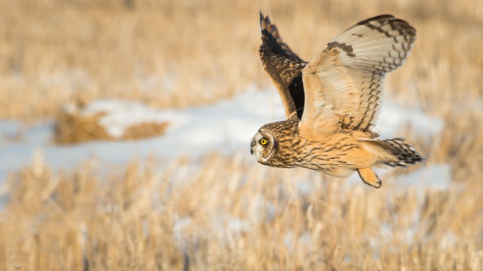 A short-eared owl taking off. - Ghost Bear/Shutterstock