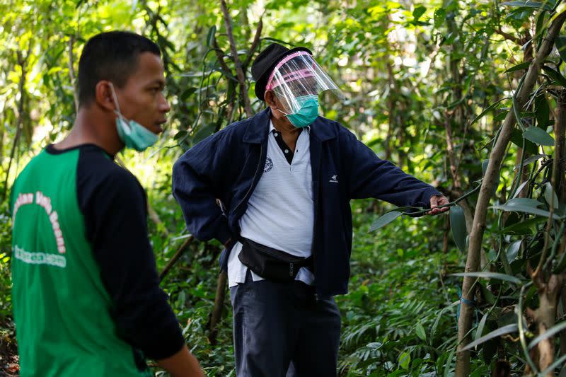 Vanilla farmers Mohamad Akbar Budiman, 30, and Iton Rifa'i, 74, check their vanilla vines at Kebon Kakek farm in Serang