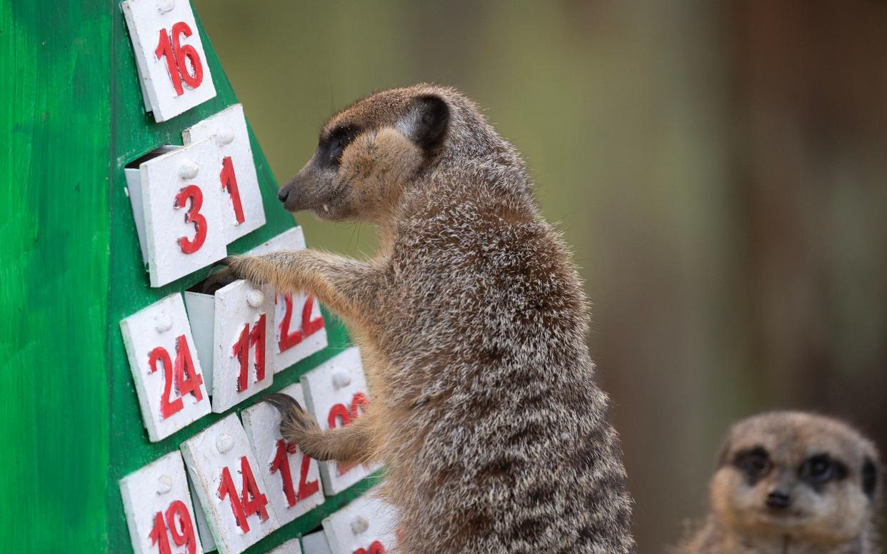 Frank the meerkat picks out door number 11 as a good starting point