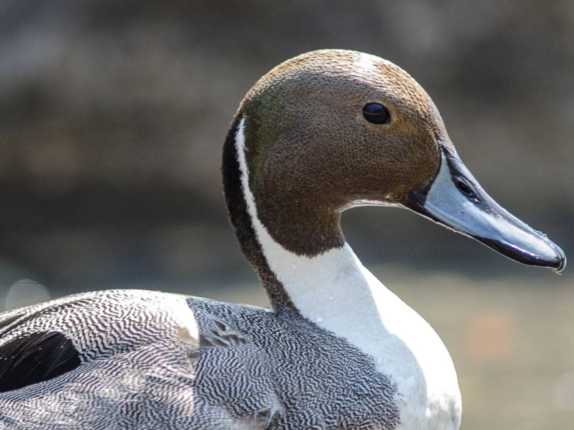 Seven ducks, like this one pictured here in the Bowring Park duck pond, were found dead in Bowring Park last week. (Mike Moore/CBC - image credit)