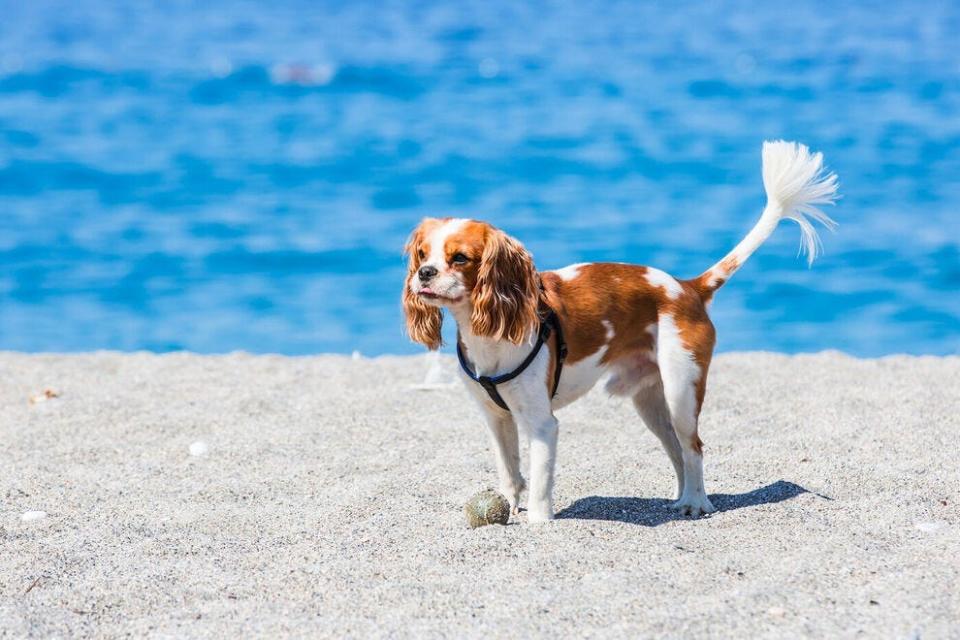 Disfruta de una diversión sana y saludable con tu cachorro en Jupiter Dog Beach