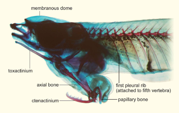 Lateral view of head and anterior part of body of cleared and stained male specimen of Phallostethus cuulong. Its sex organ, called the priapium, includes two bony attachments: a rod-like structure (toxactinium) and a serrated hook (ctenactiniu
