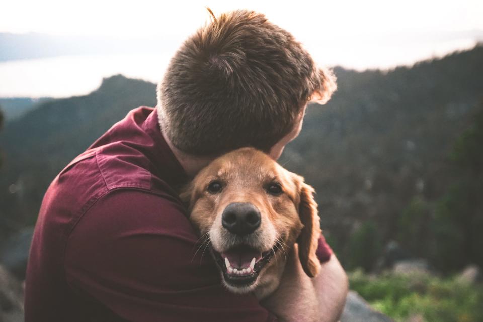 Es muss kein Zeichen von Freude sein, wenn euer Hund mit dem Schwanz wedelt. - Copyright: Eric Ward/Unsplash