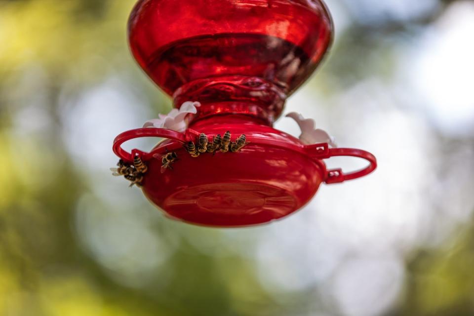 Bees swarming around the bottom of a red hummingbird feeder