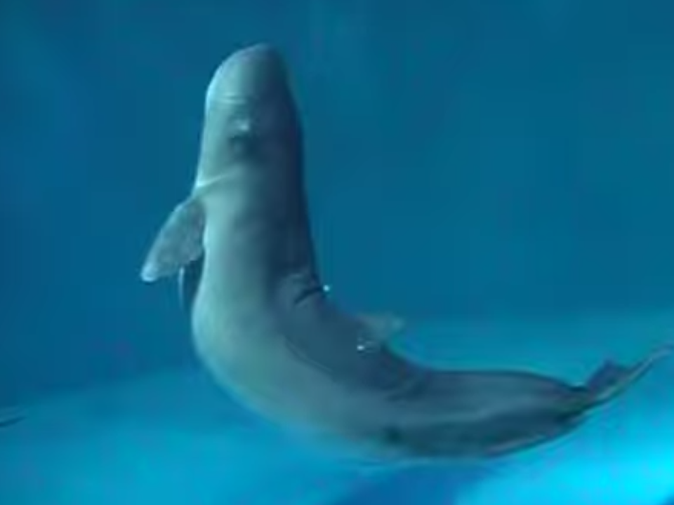 A sperm pygmy whale in the Marinepia-Matsushima aquarium: (Noriyuki0320 - YouTube)