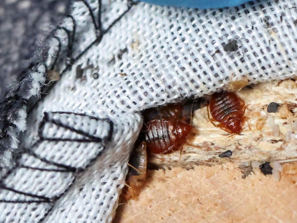 A close-up of two bedbugs in the seam of a sofa.