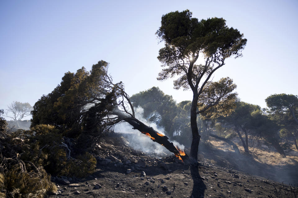 A pine tree is on fire during a forest fire in Keratea area, southeast of Athens, Greece, Sunday, June 30, 2024. Two large wildfires were burning Sunday near Greece's capital of Athens, and authorities sent emergency messages for some residents to evacuate and others to stay at home and close their windows to protect themselves from smoke. (AP Photo/Yorgos Karahalis)