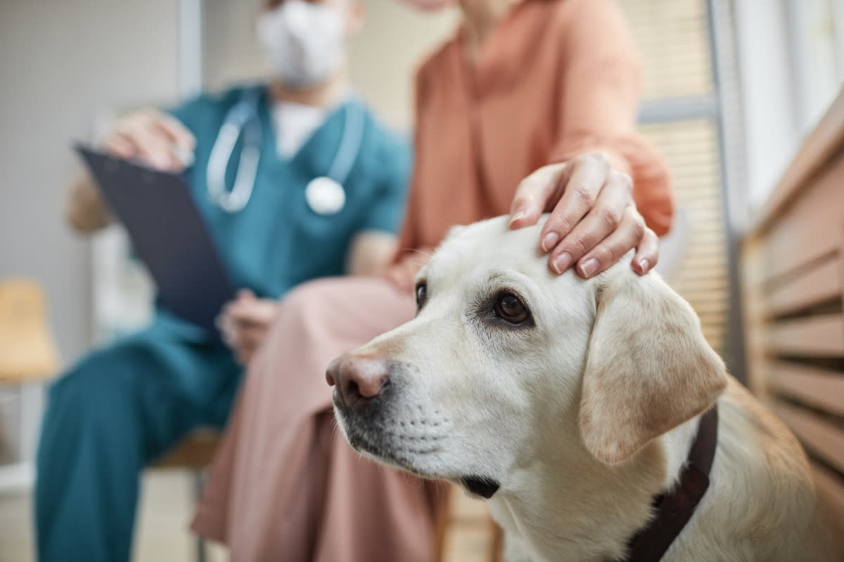Labrador dog at a pet hospital, woman and vet talking in background