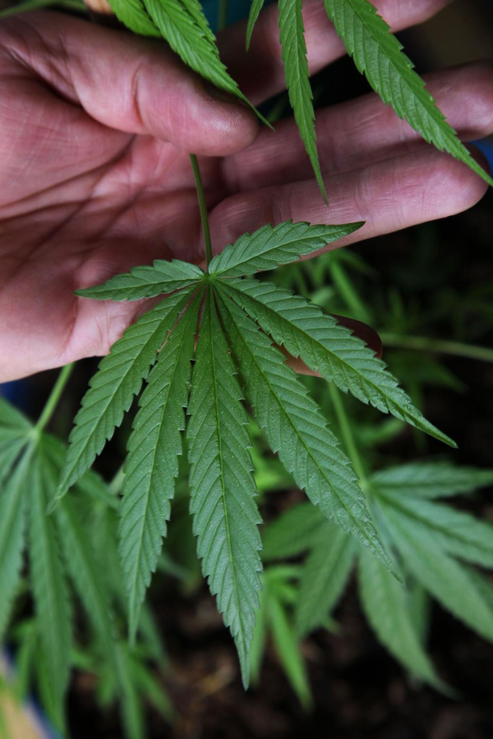 In this Aug. 4, 2013 photo, a man identified only as Pedro holds a leaf from a marijuana plant at his home in Mexico City. A group of leftist Mexico City lawmakers have introduced a bill, Thursday Feb 13, 2014, to legalize the sale of marijuana in the nation's capital. Since 2009, Mexico has allowed the possession of 5 grams of marijuana, about four joints, for personal use. (AP Photo/Marco Ugarte)