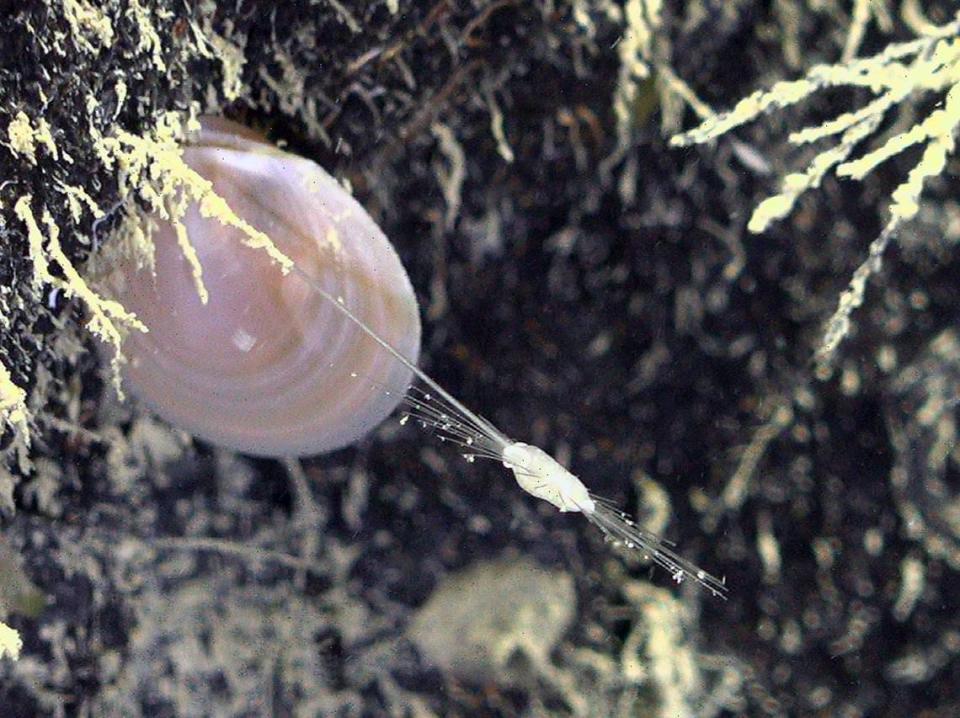 An Abyssocladia jeanvaceleti sponge as seen from the side.