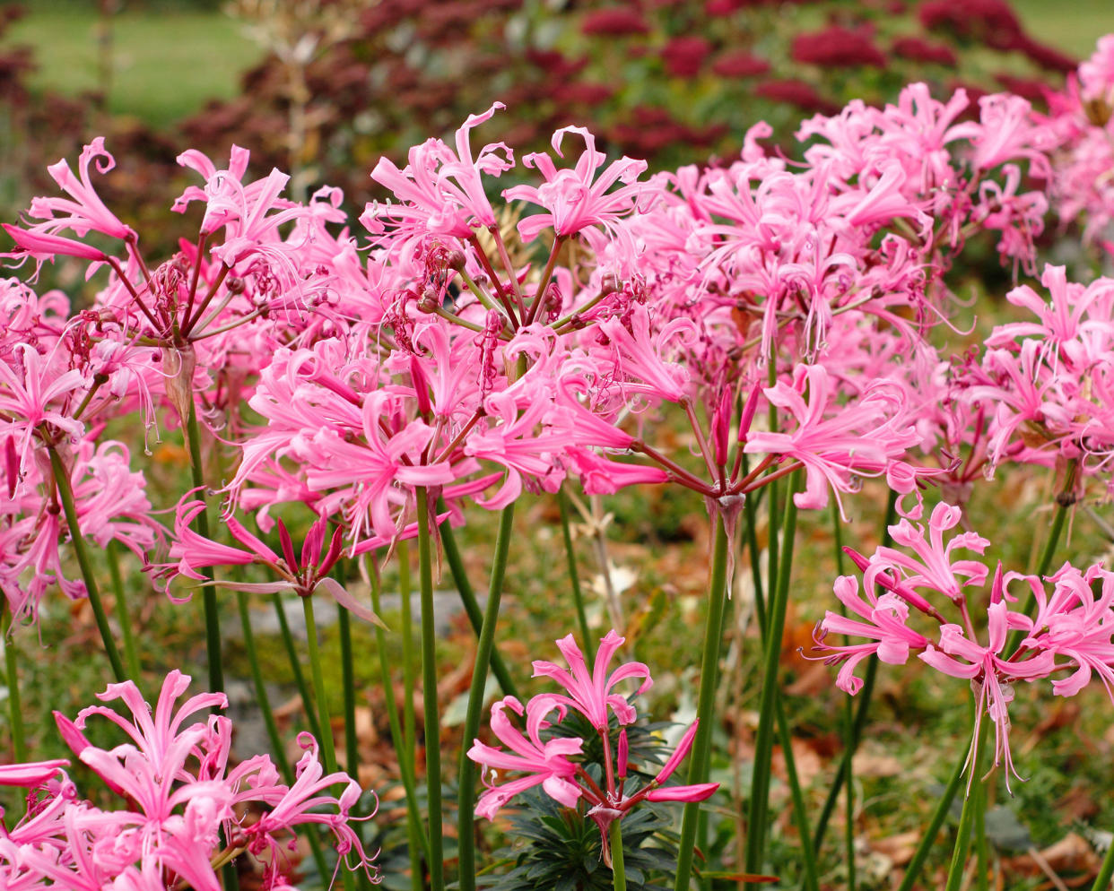 Nerine bowdenii flowering in a garden border in autumn