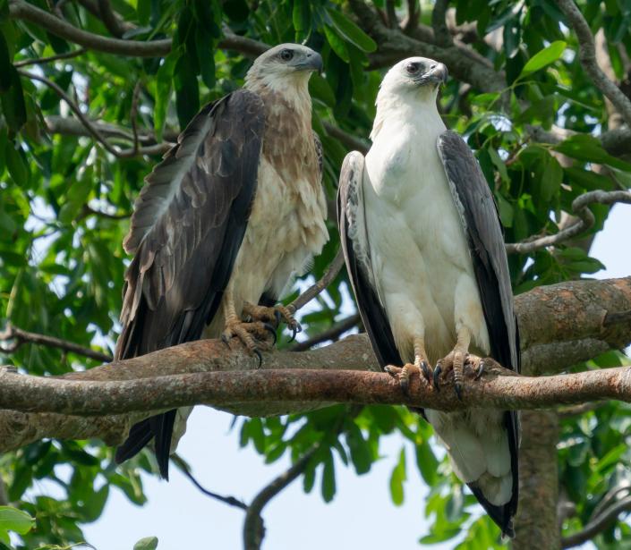 Un couple de pygargues à ventre blanc juvénile mâle et femelle adulte dans le parc Pasir Ris, à Singapour, le 26 décembre 2021. (Photo : Kelvin Ow)