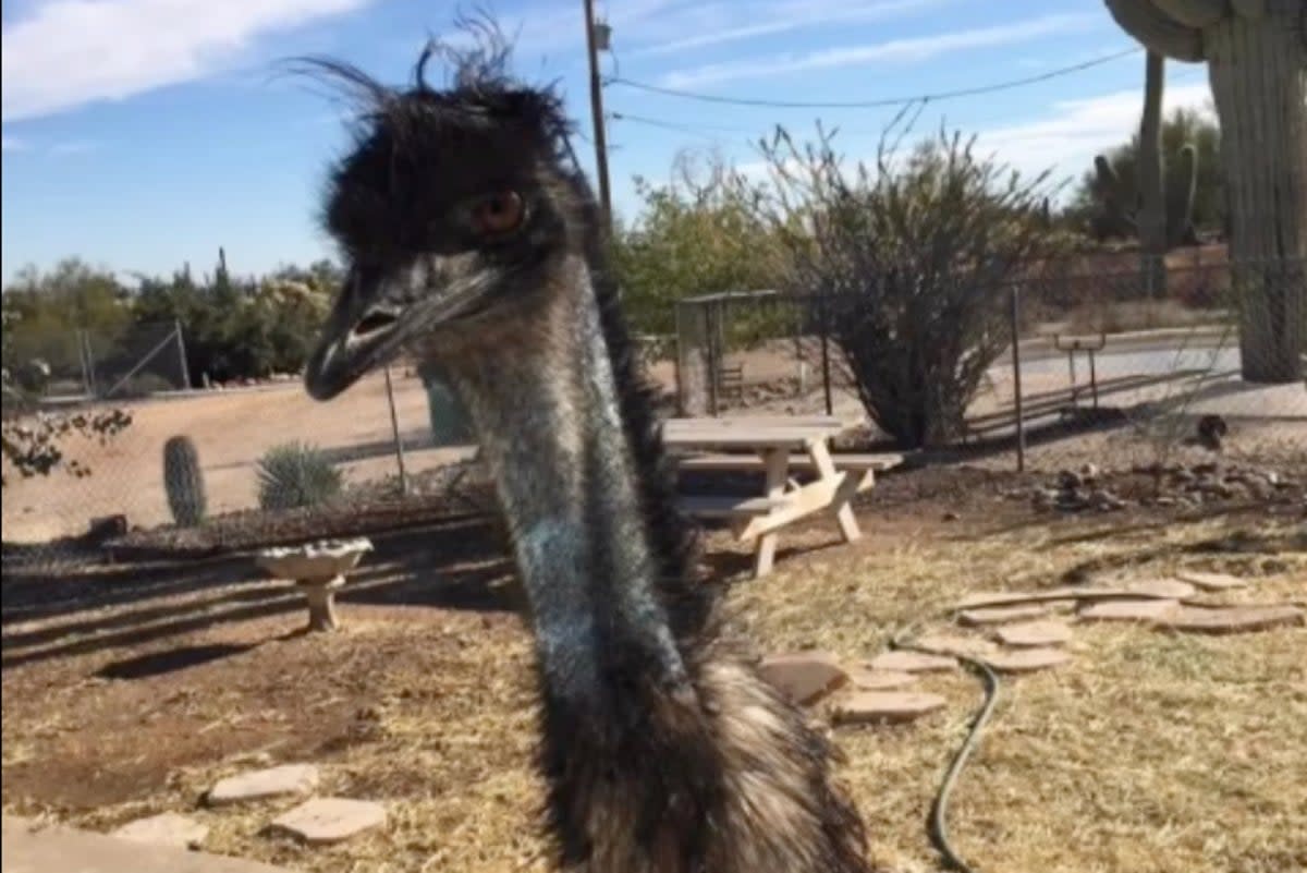 Richard the emu (Stephanie Moilan / Facebook)