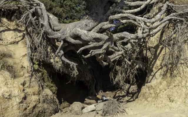 Tourists contribute to collapsing of iconic, gravity-defying 'Tree