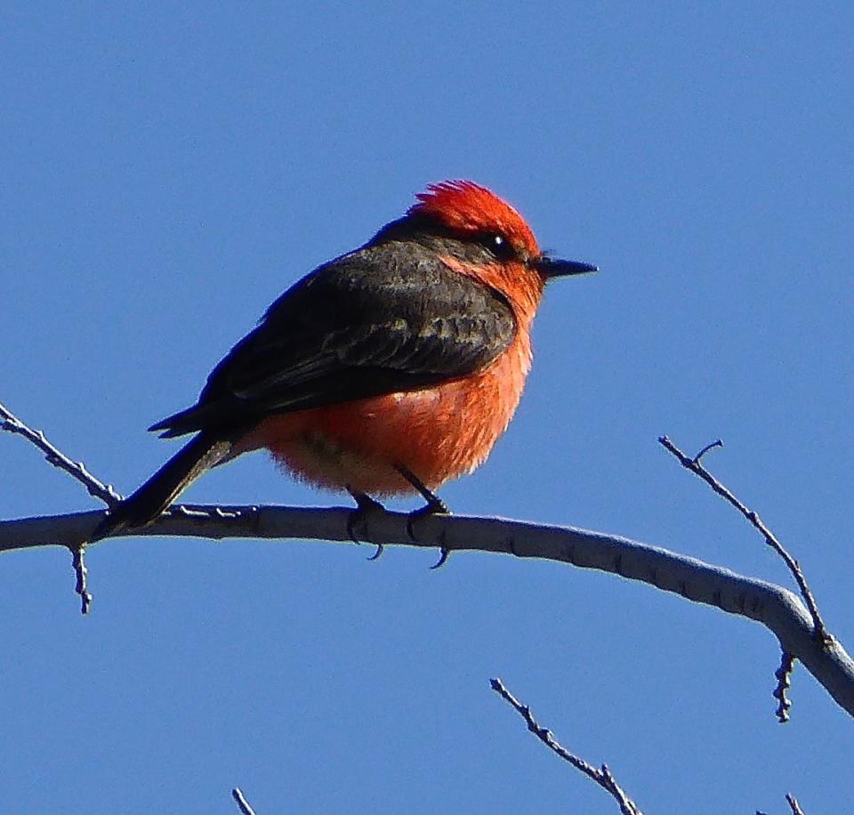 Vermillion flycatcher at Lake Patagonia State Park.