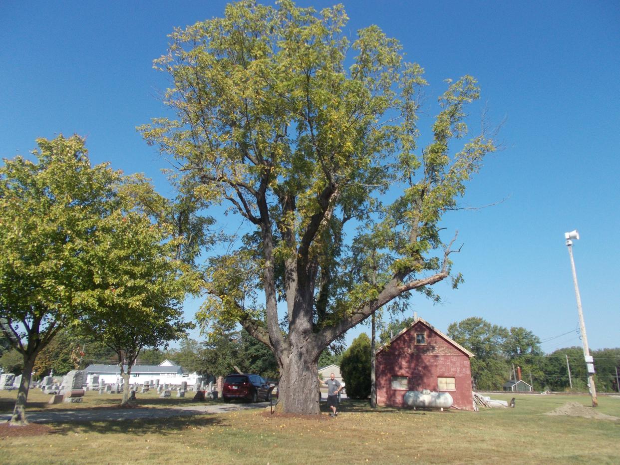 In 2021, the Clyde Street Tree Commission celebrated the town's Bicentennial Tree in McPherson Cemetery. The tree is certified to have been growing at the time of the Revolutionary War  in 1776 and stood during the country's Bicentennial 1976 celebration.