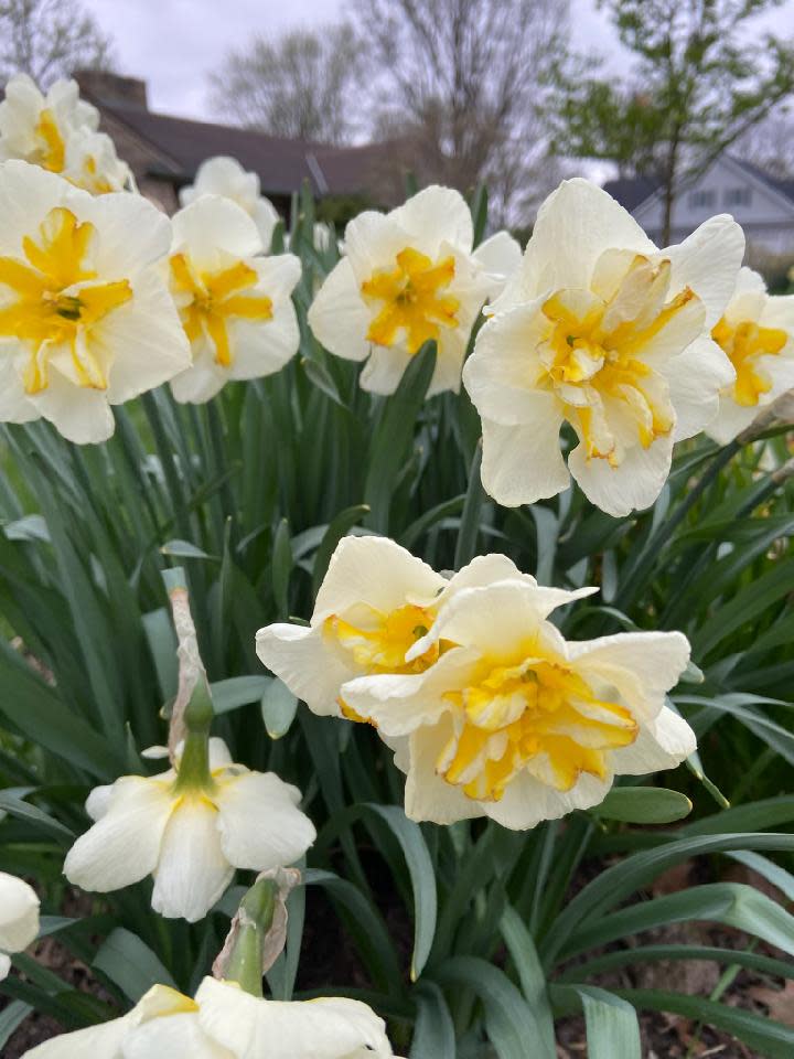 "Lemon Beauty" holds its own jammed between this year's heat wave and sudden snow flakes.