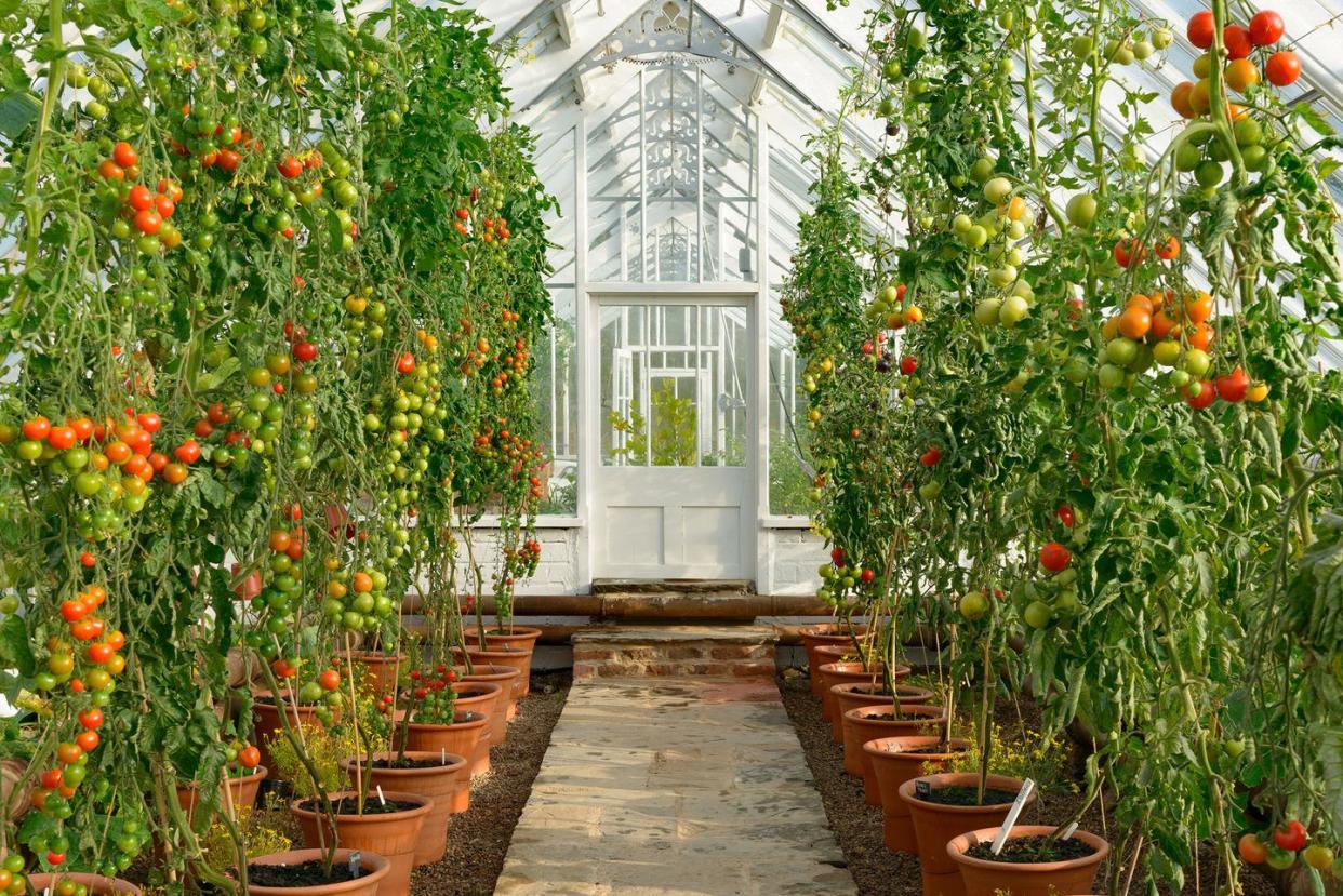 a garden with trees and plants