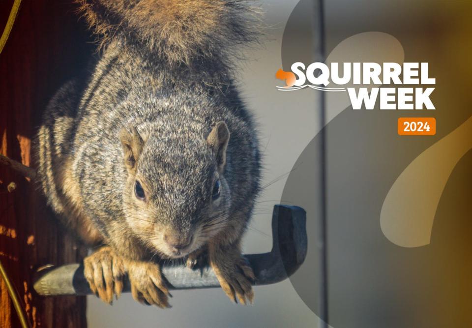 Unitil kicks off “Squirrel Week 2024,” its annual social media campaign.