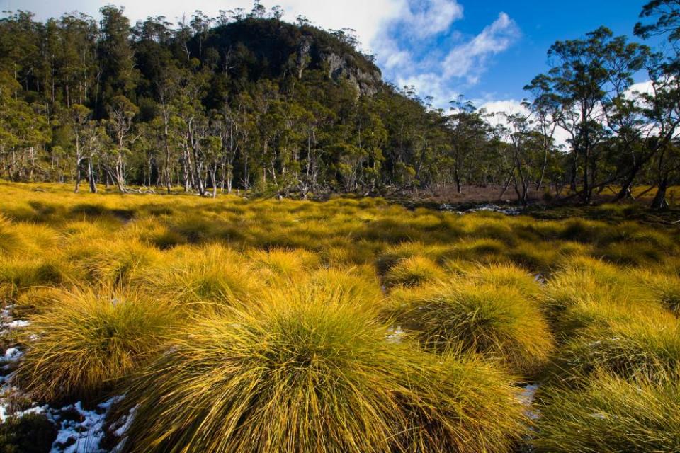 Buttongrass and eucalypts