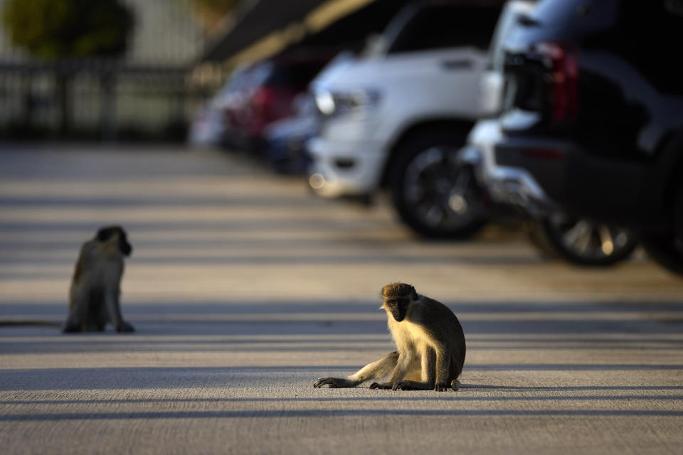 A juvenile male plays with a bottle cap, in the Park 'N Fly airport lot adjacent to the mangrove preserve where the vervet monkey colony lives, Tuesday, March 1, 2022, in Dania Beach, Fla. For 70 years, a group of non-native monkeys has made their home next to a South Florida airport, delighting visitors and becoming local celebrities. (AP Photo/Rebecca Blackwell)