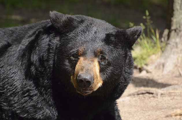 File photo of a black bear (Thinkstock)