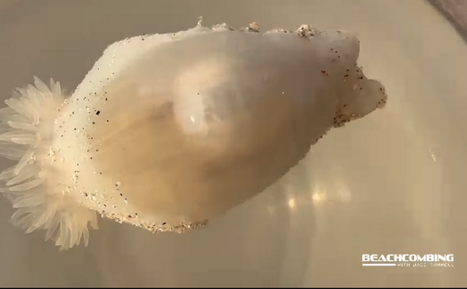 The onion sea anemones can fan out its tentacles, which they use to defend against predators.