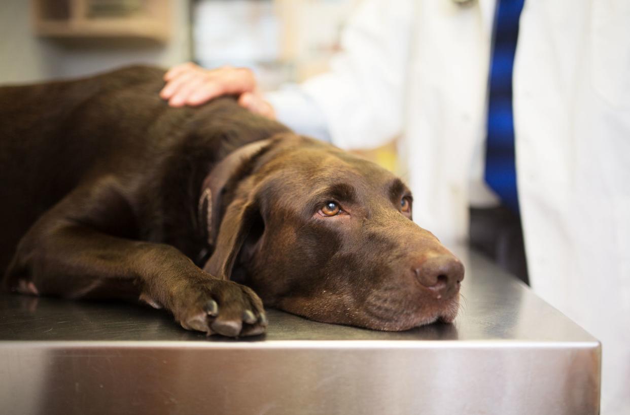 Vet and Labrador retriever