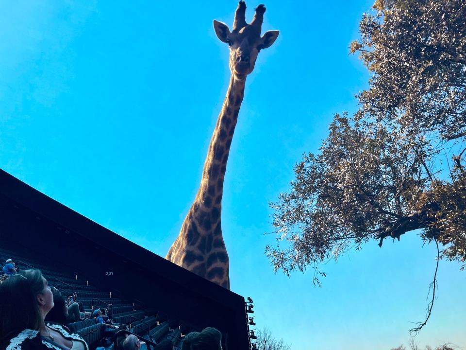 A giraffe on the screen towering over the audience.