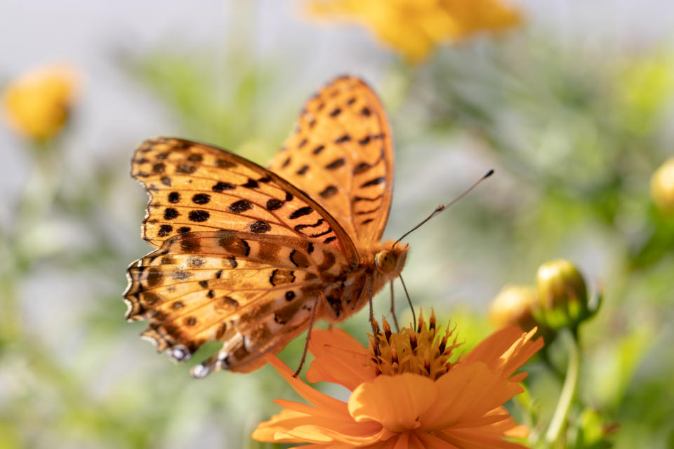 Mary gold and butterfly (high brown fritillary), Funabashi-city, Chiba prefecture, Japan