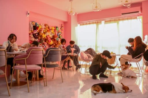 Pet cafes have become an increasingly popular attraction in China, especially among young people who do not have enough money or space for an animal