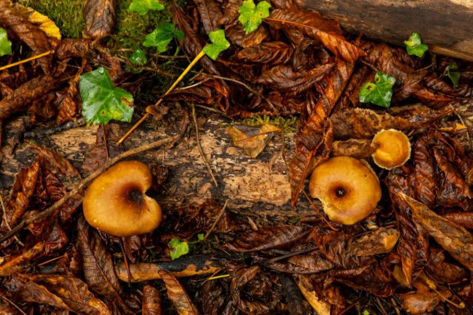 Fungi growing in Fulbourn Fen in Cambridgeshire.